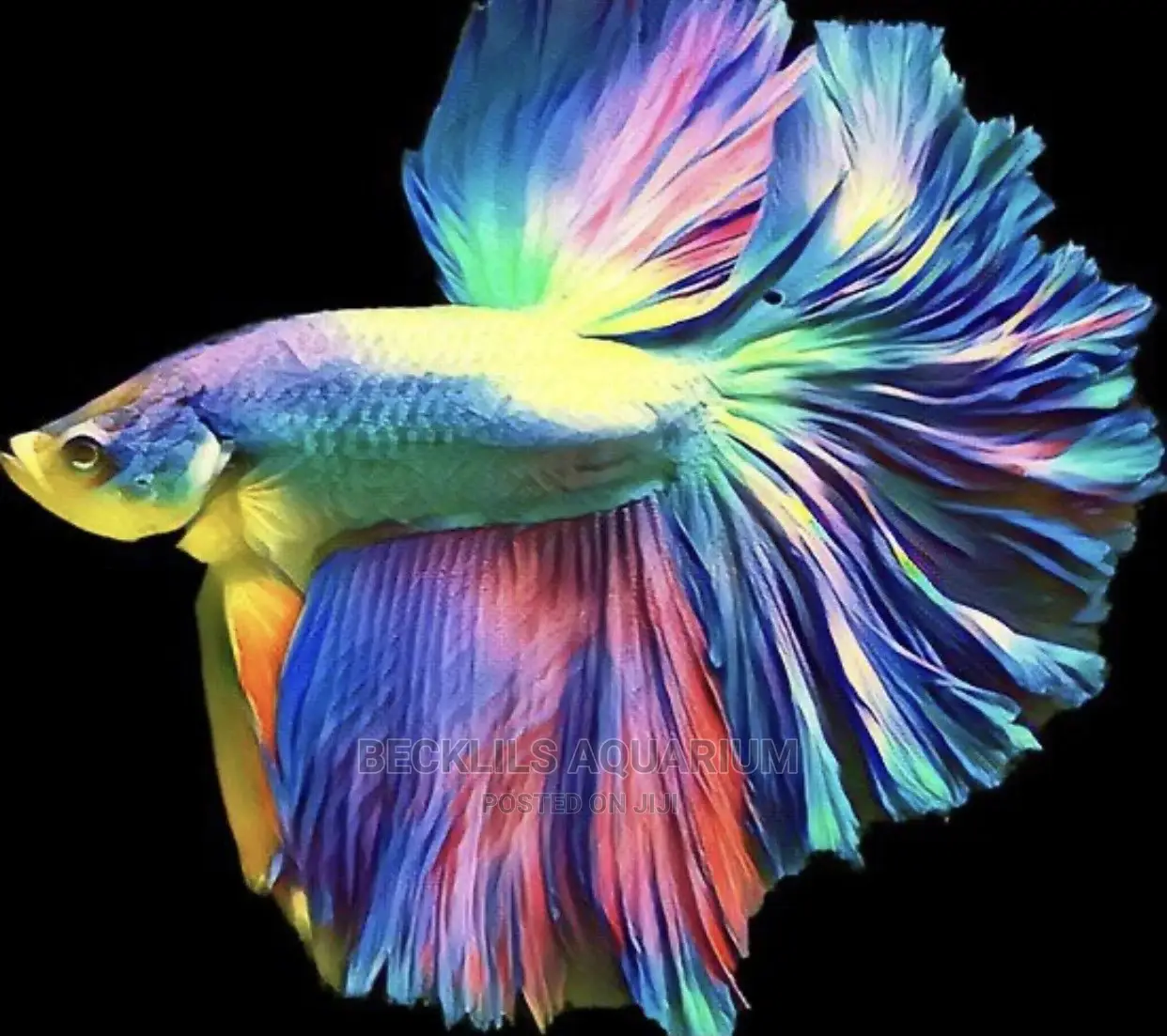 Betta Fish