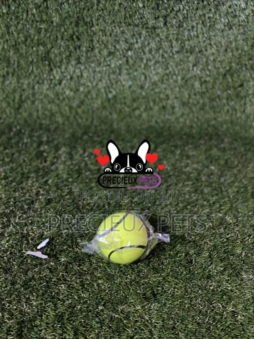 Colored Balls for Toys Dogs