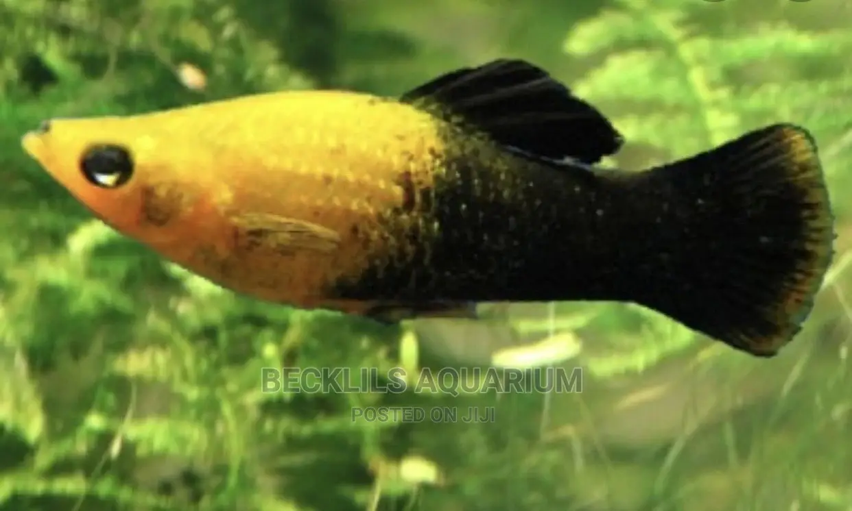Molly Fishes