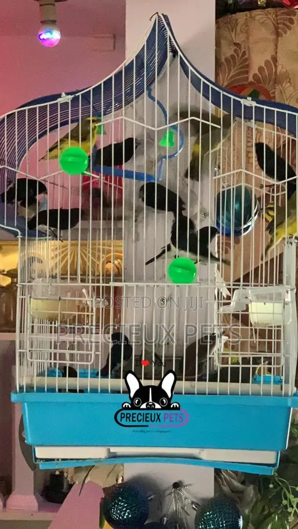 Finches Types of Birds