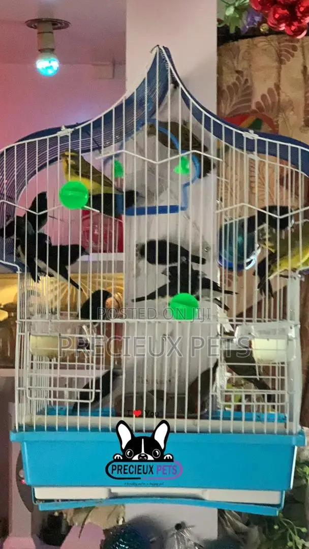 Finches Types of Birds