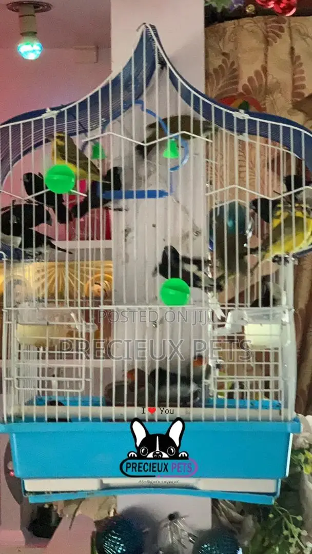 Finches Types of Birds