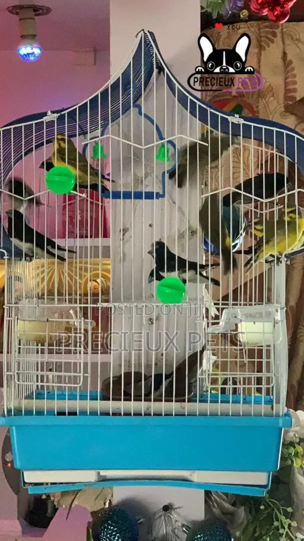 Finches Types of Birds