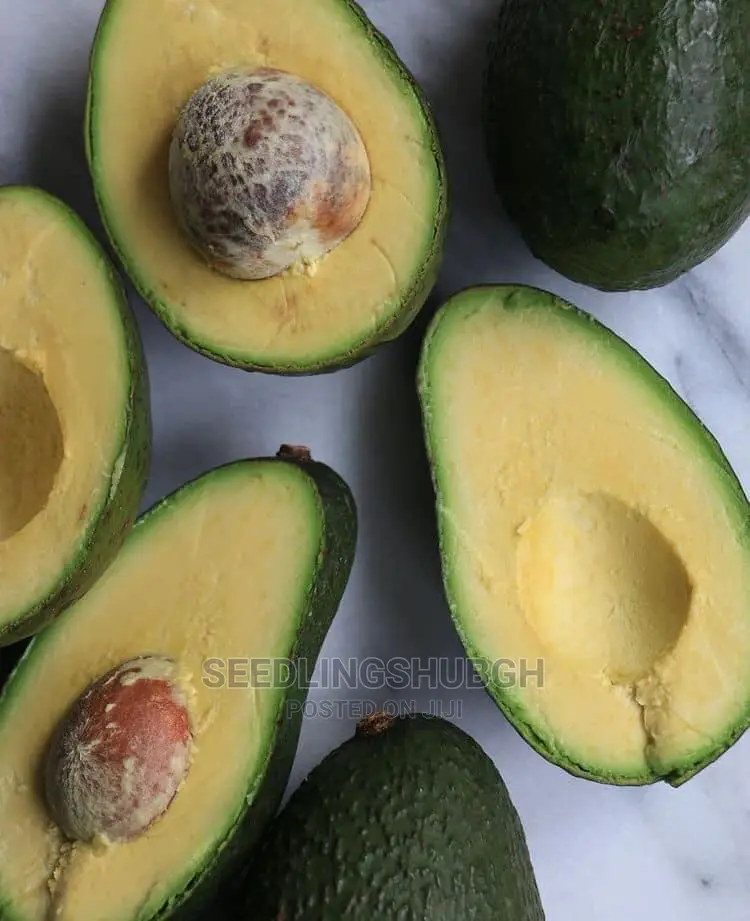 Hass Avocado Seedlings Available