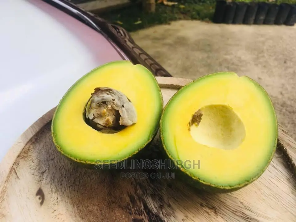 Hass Avocado Seedlings Available