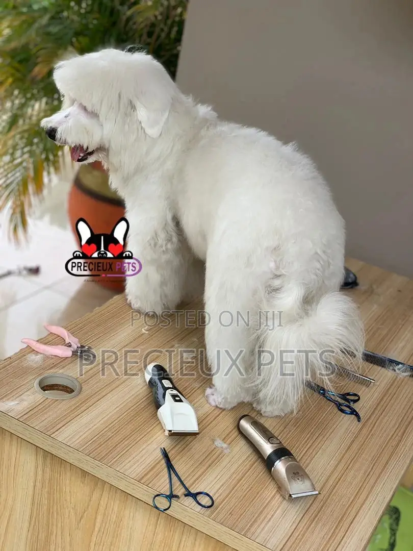 Miniatures Poodle Grooming Service