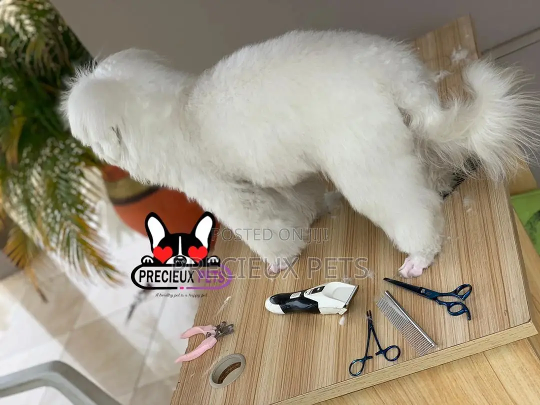 Miniatures Poodle Grooming Service
