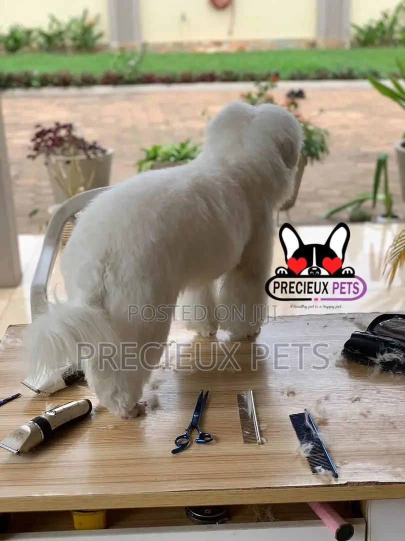 Miniatures Poodle Grooming Service