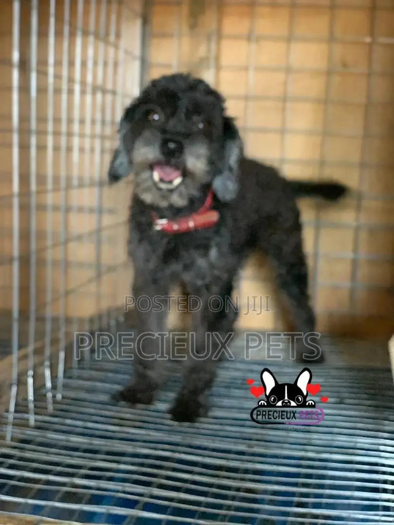 1+ Year Female Purebred Poodle