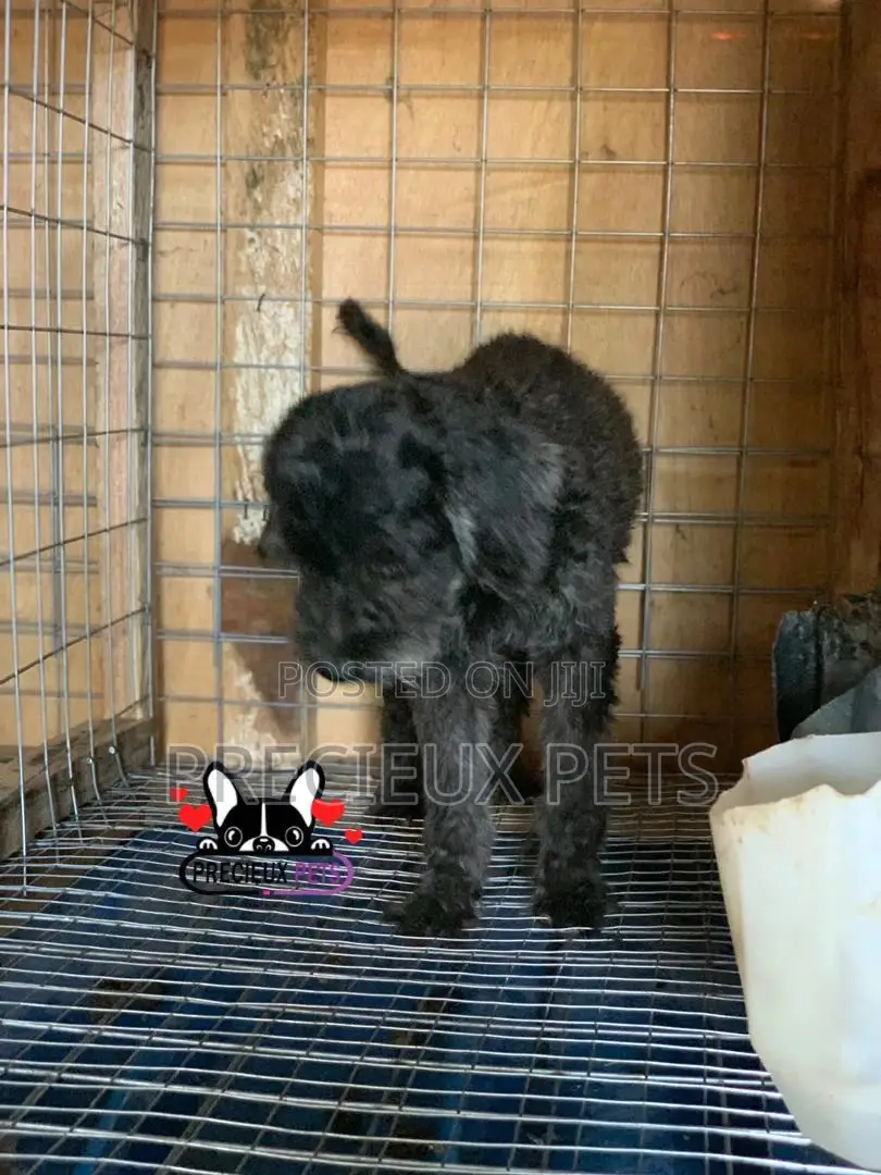 1+ Year Female Purebred Poodle