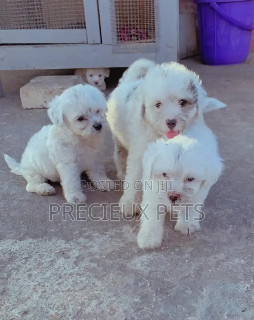 1-3 Months Male Purebred Poodle