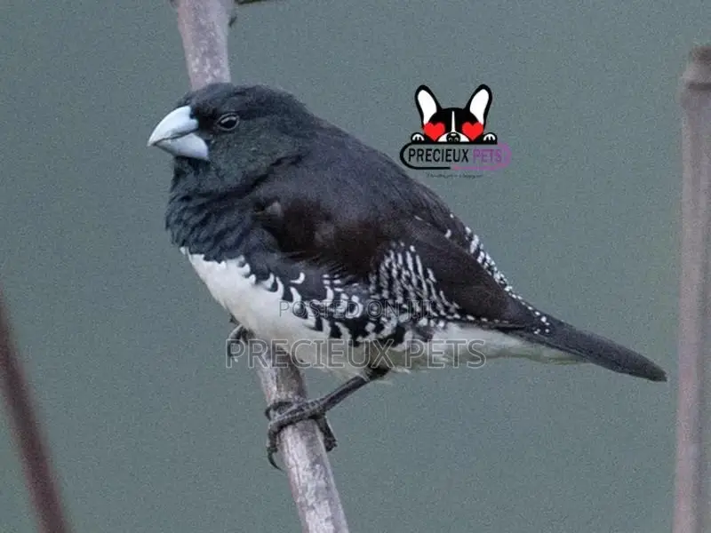 Black and White Manniki Finch Bird