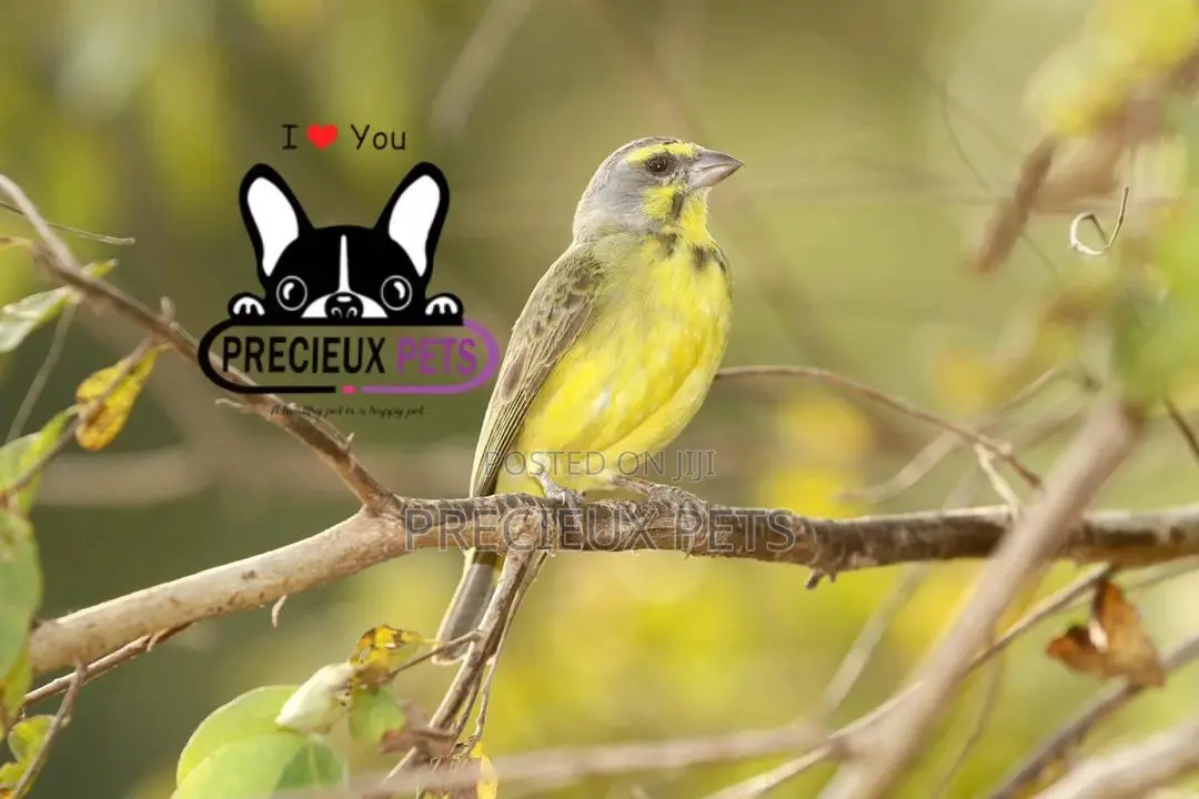 African Canary Birds