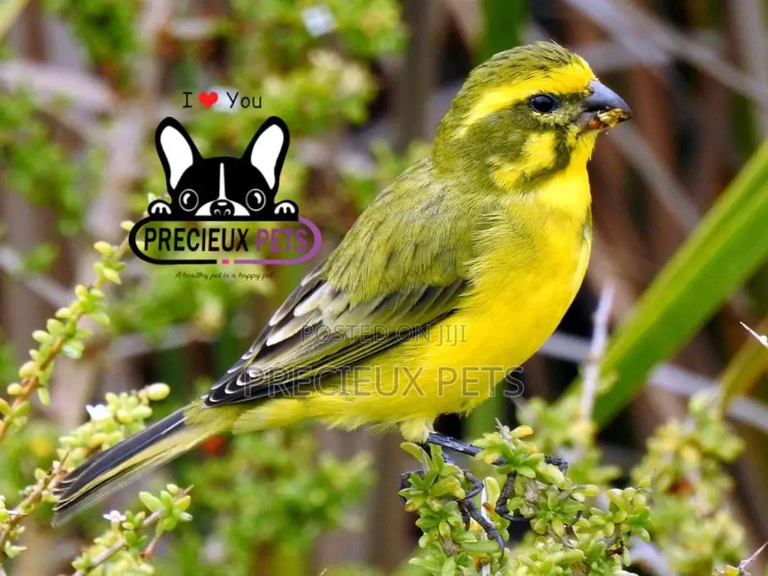 African Canary Birds
