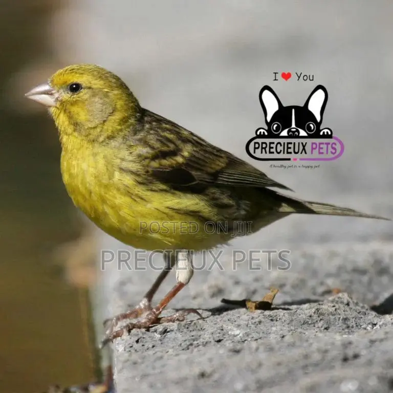 African Canary Birds