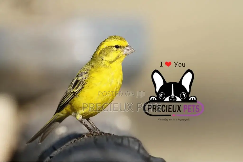 African Canary Birds