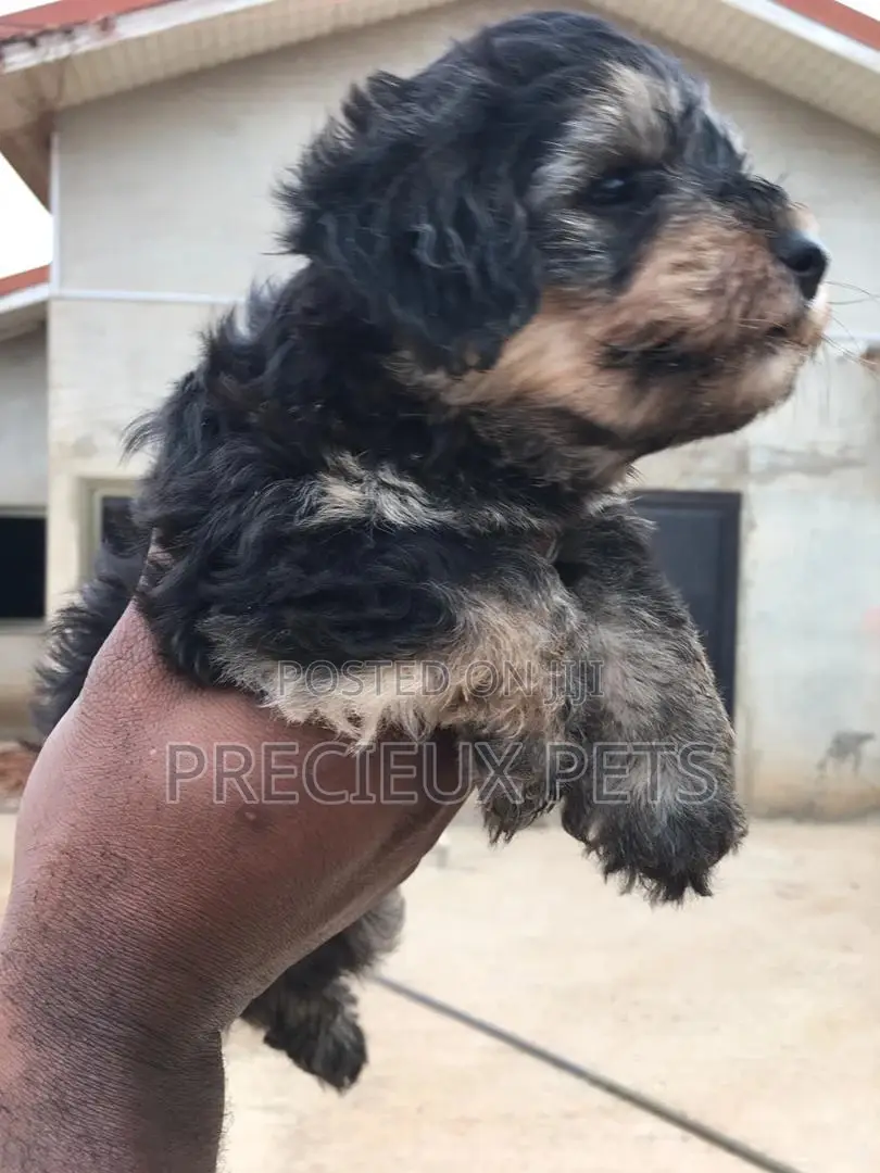 1-3 Months Male Mixed Breed Yorkipoo