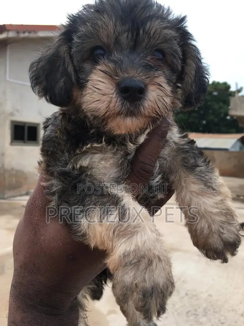 1-3 Months Male Mixed Breed Yorkipoo