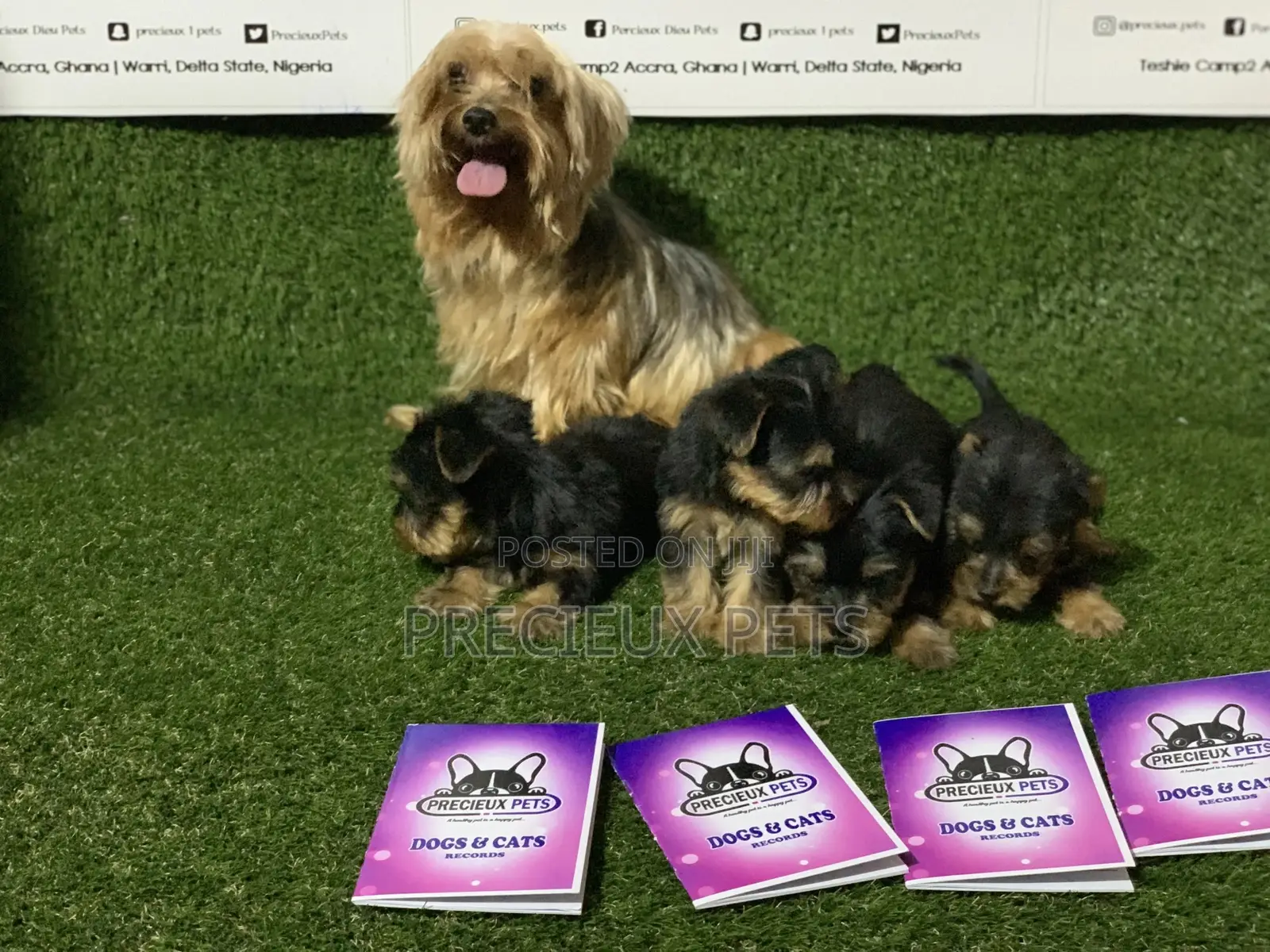 0-1 Month Female Purebred Yorkshire Terrier