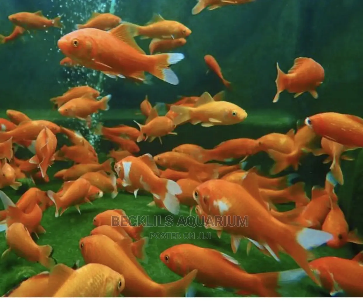 Gold Fishes and Koi