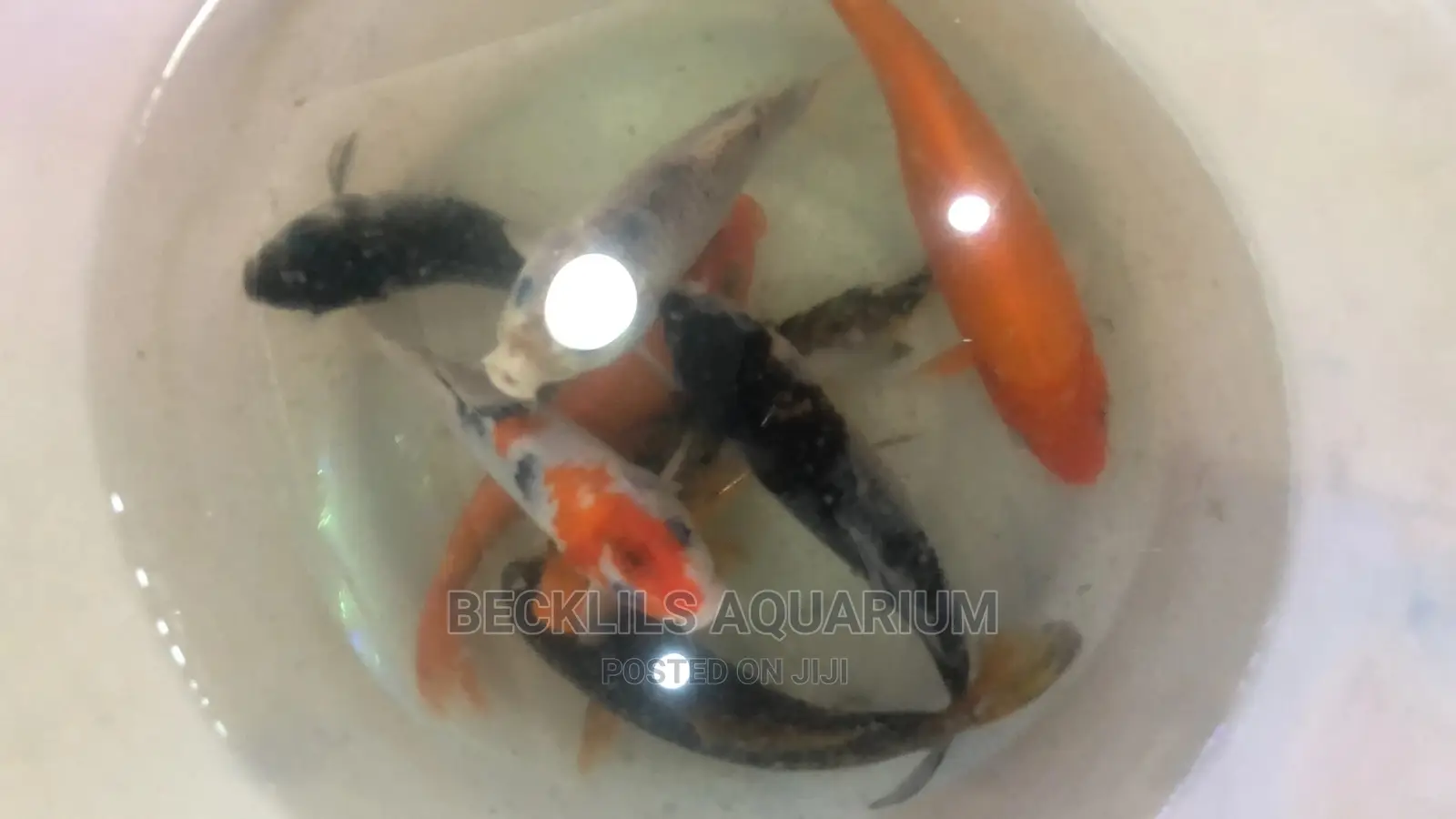 Gold Fishes and Koi’S