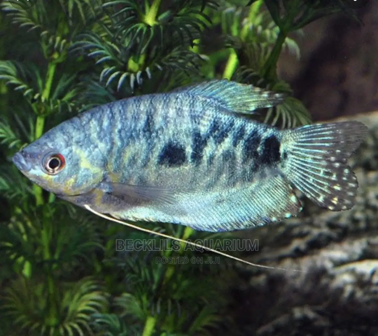 Gourami Fish