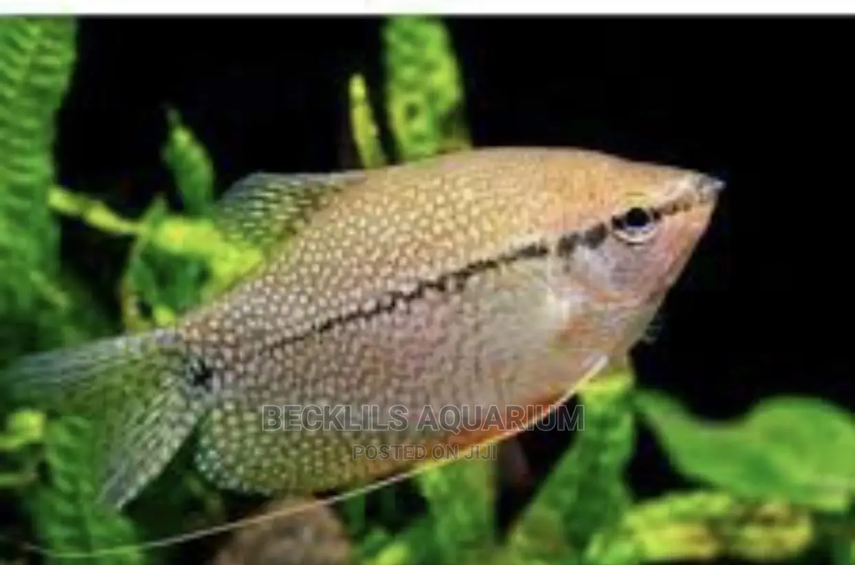 Gourami Fish
