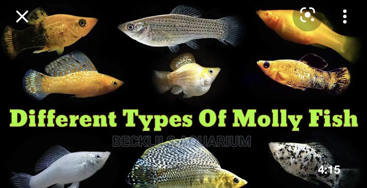 Mollies ( Available in Different Colors)