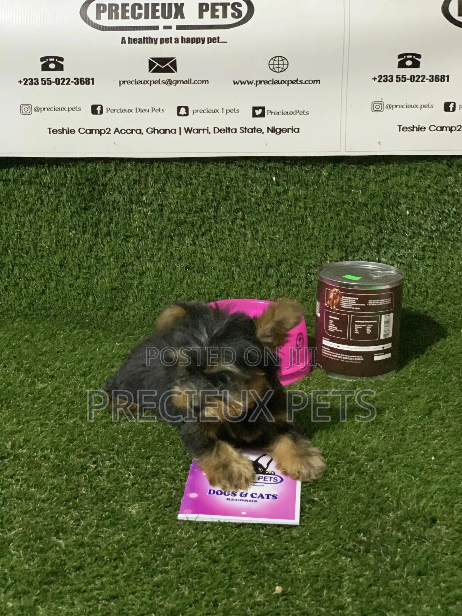 0-1 Month Female Purebred Yorkshire Terrier