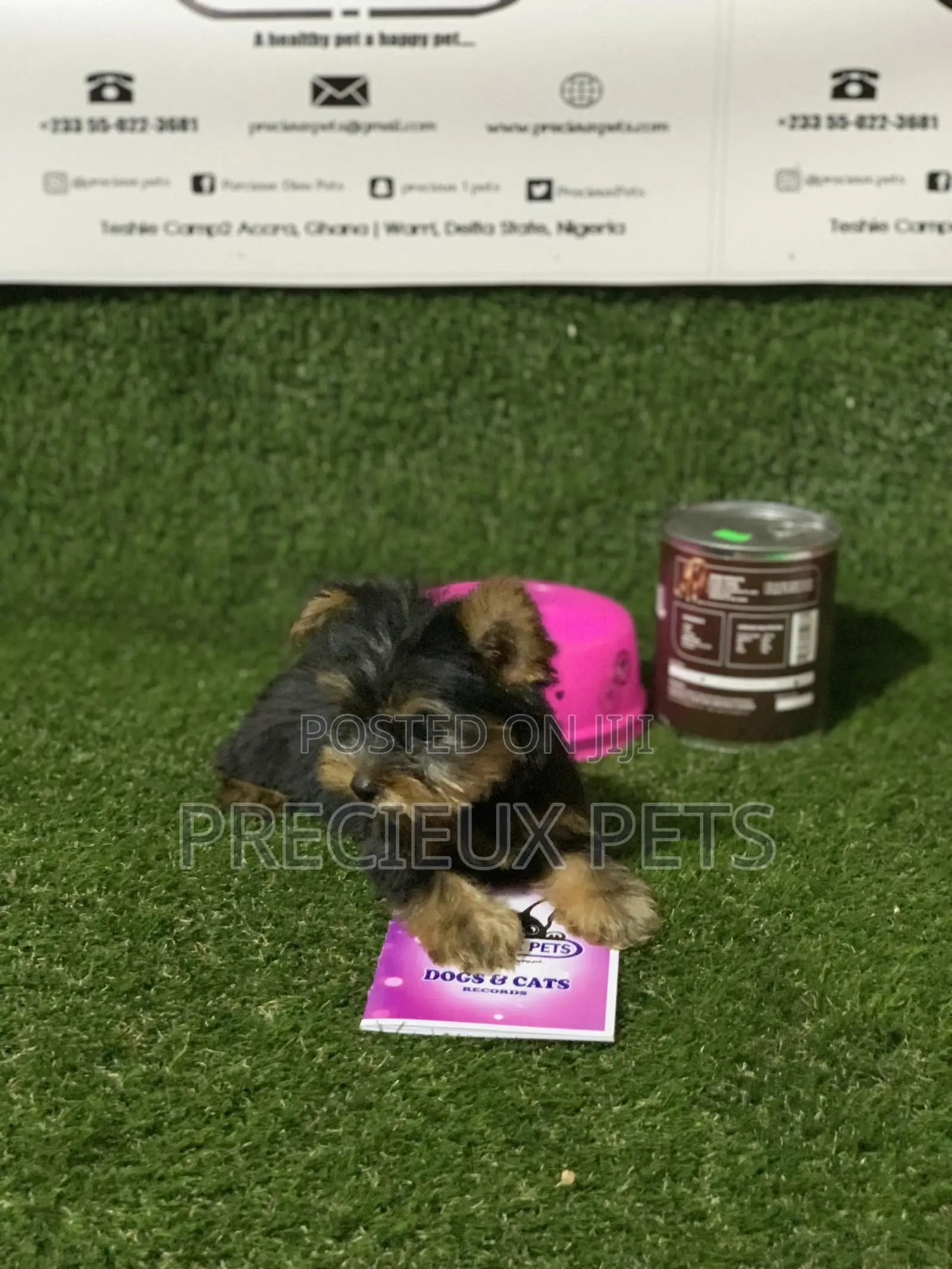 0-1 Month Female Purebred Yorkshire Terrier