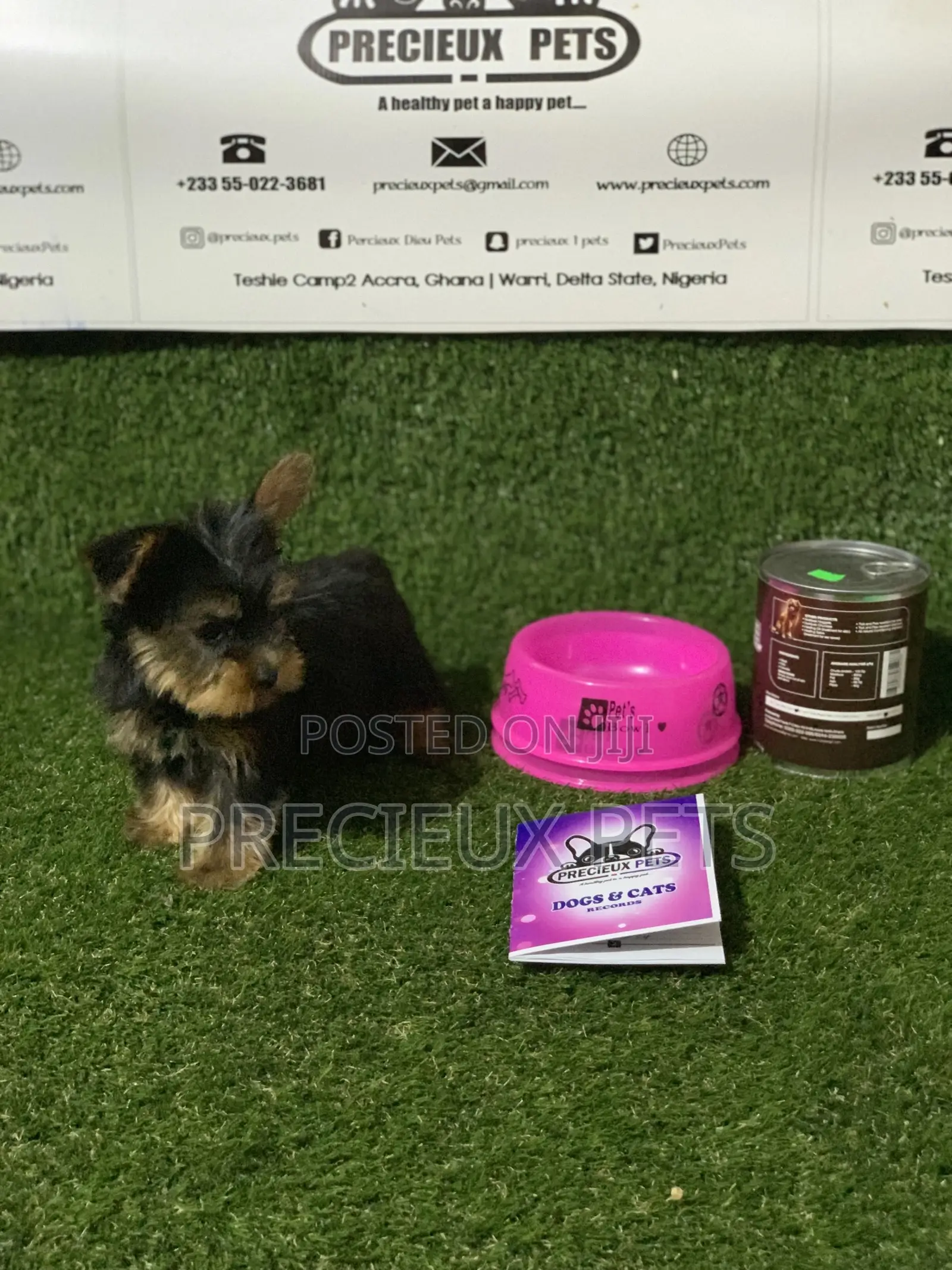 0-1 Month Female Purebred Yorkshire Terrier