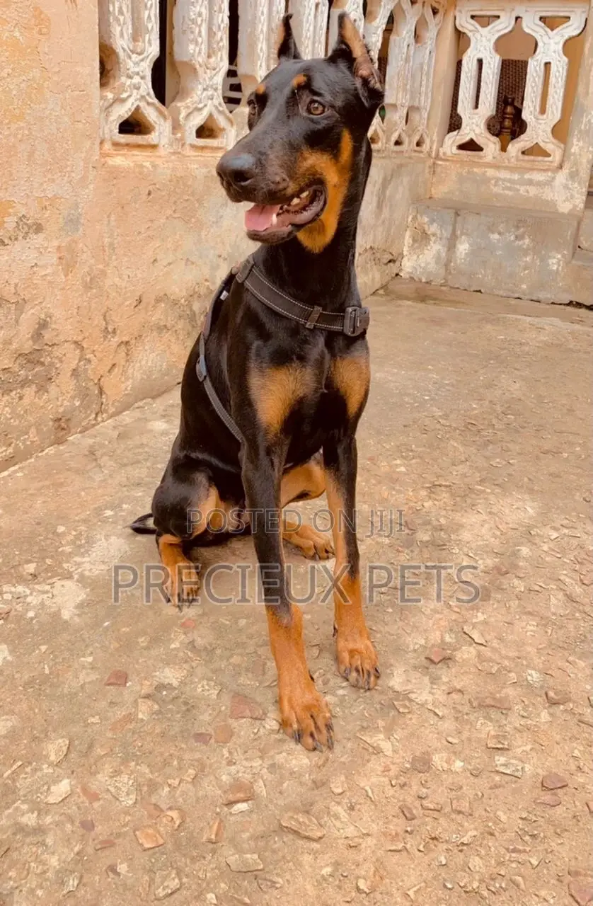 6-12 Months Female Purebred Doberman Pinscher