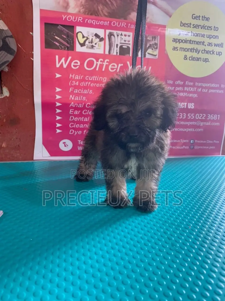 1-3 Months Male Purebred Poodle