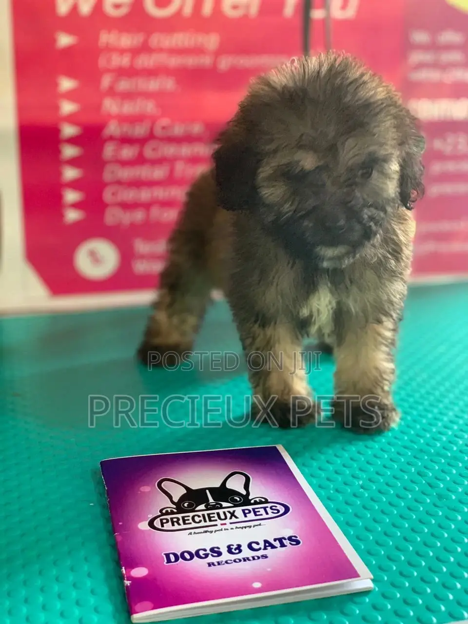 1-3 Months Male Purebred Poodle