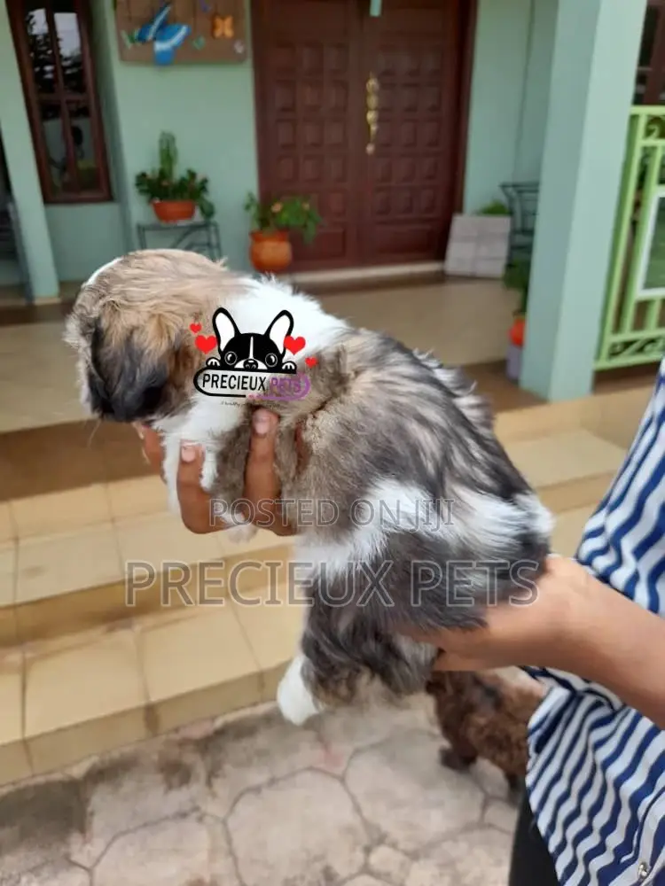 1-3 Month Female Purebred Shih Tzu