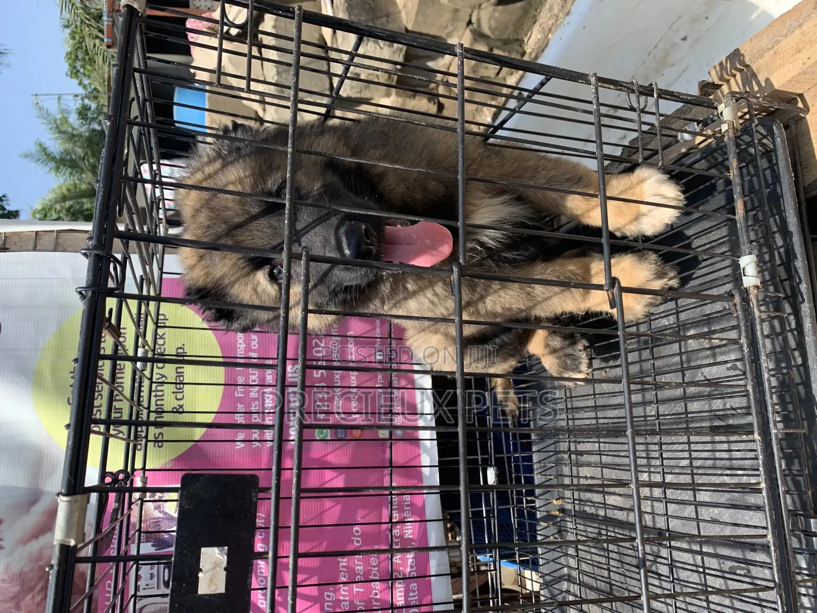 1-3 Months Male Purebred Caucasian Shepherd