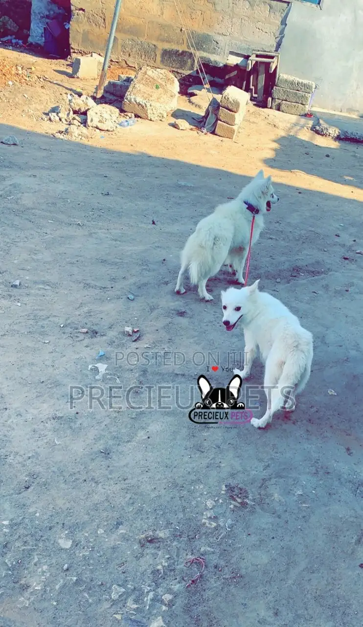 1+ year Female Purebred American Eskimo