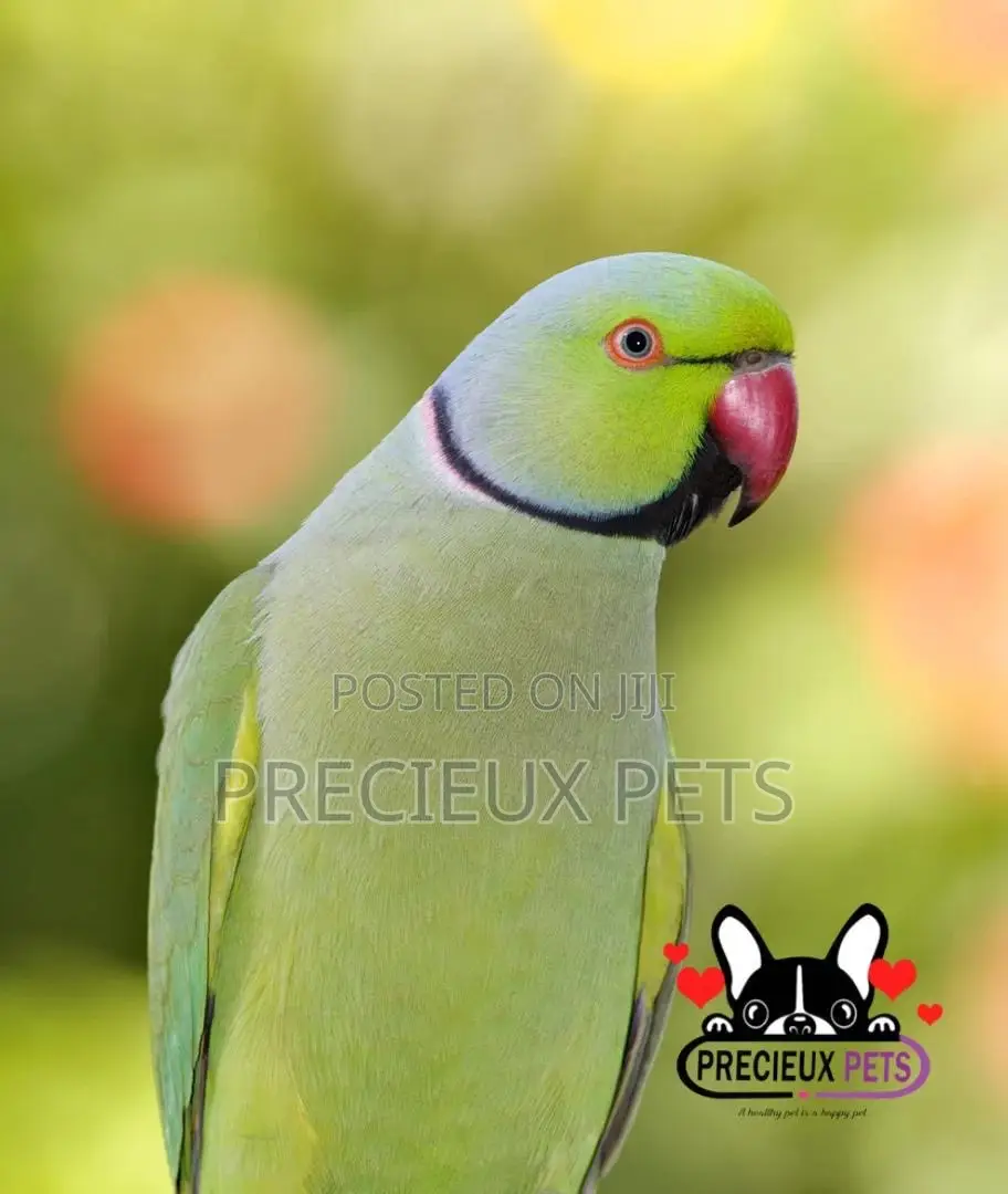Ringneck Parrot