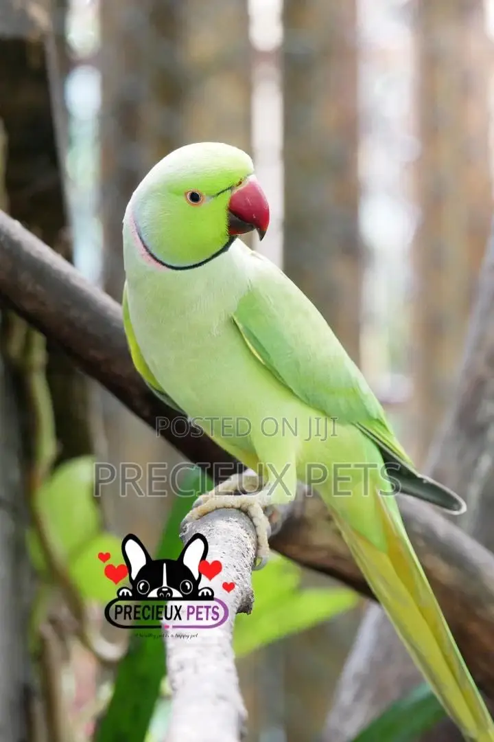 Rose Ringneck Parrot