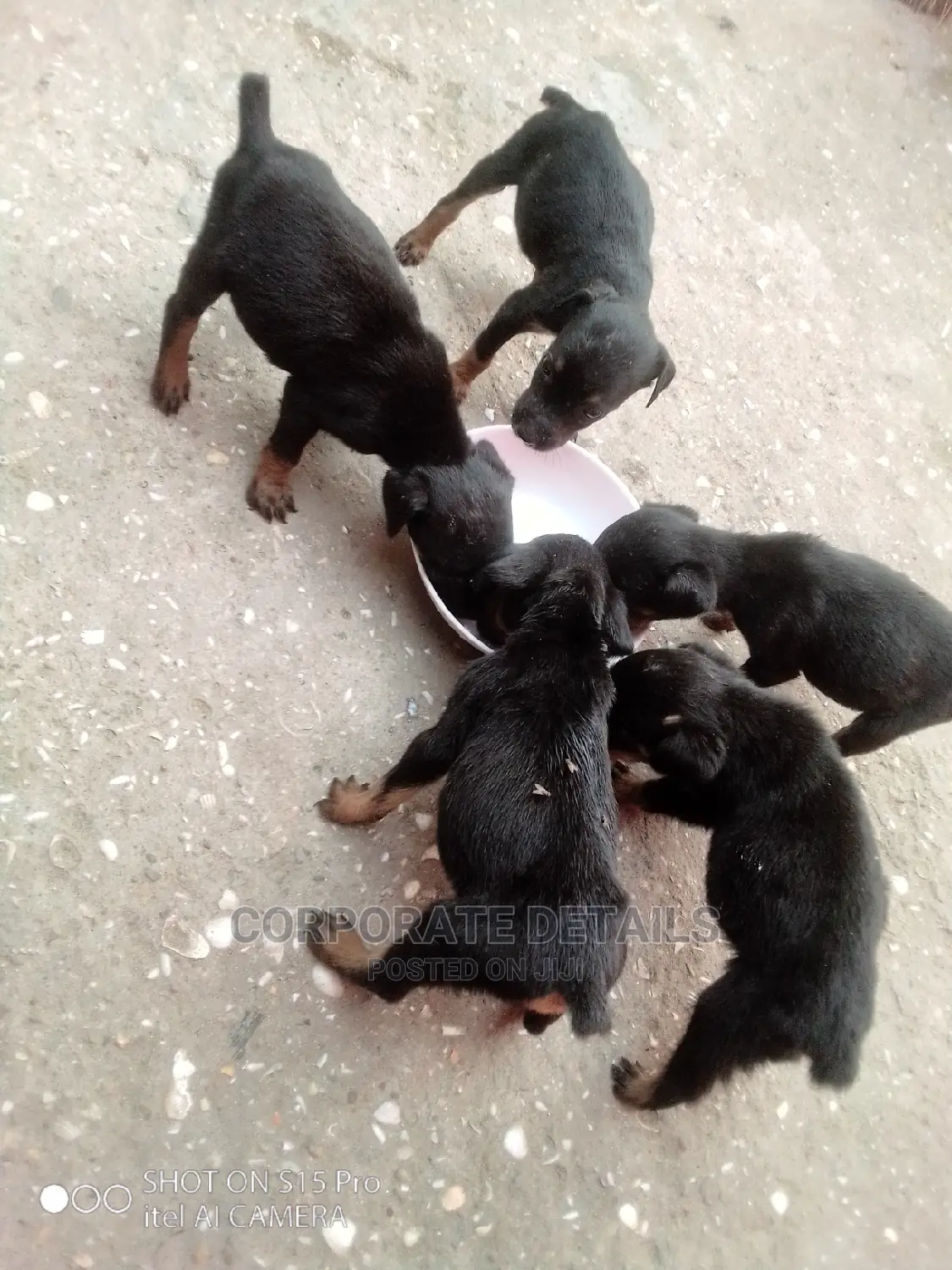 0-1 month Female Purebred Doberman Pinscher