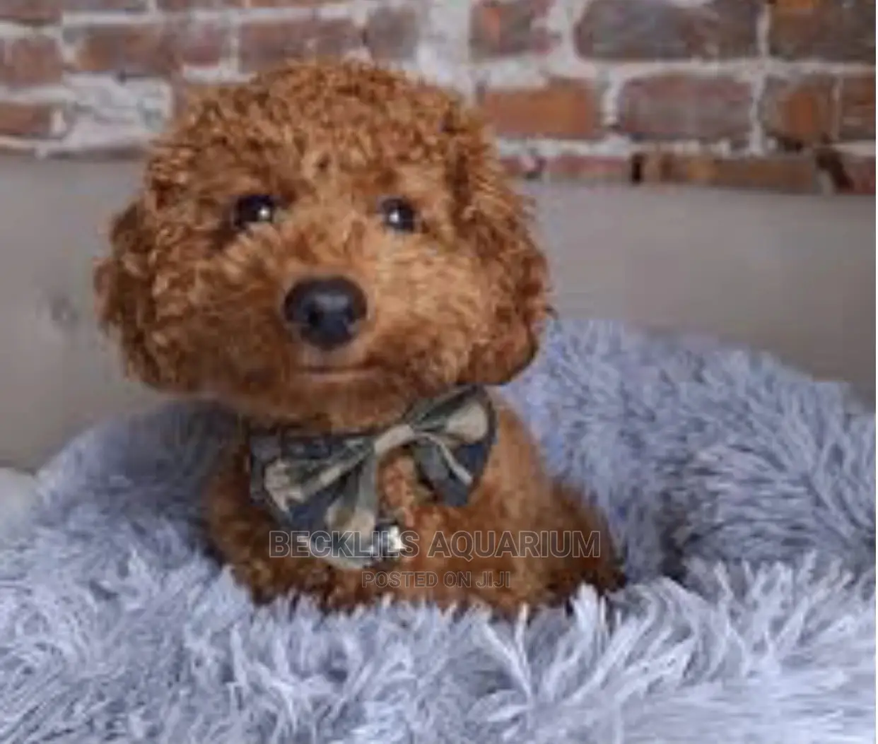 0-1 month Female Purebred Poodle