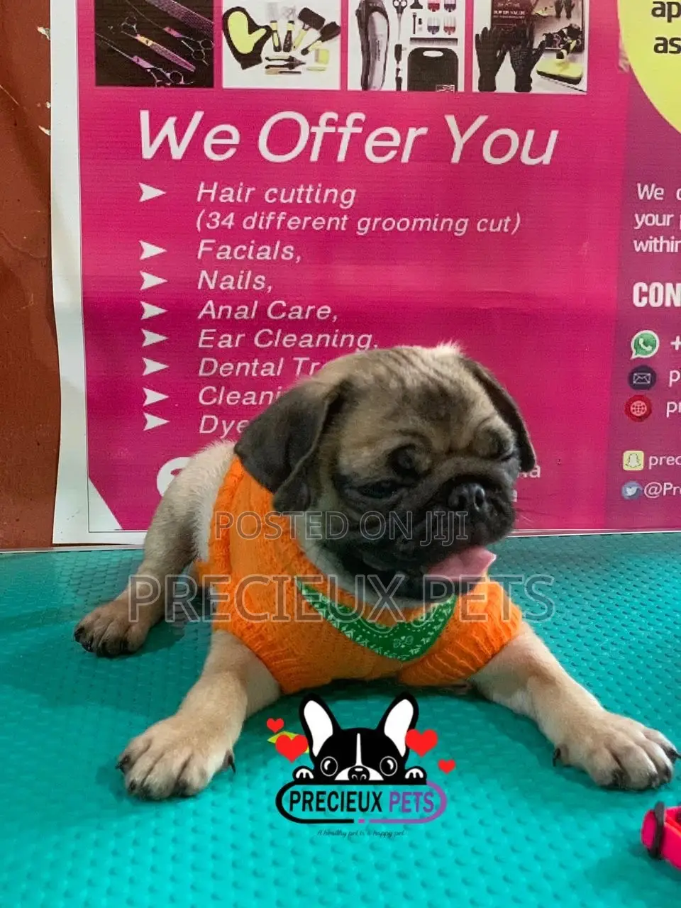 Pug Life Clothings