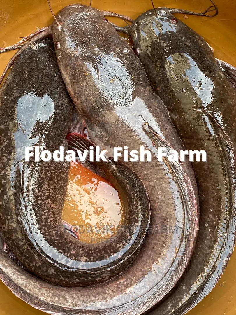 Big Size Catfish Tablesize (Per Kg)