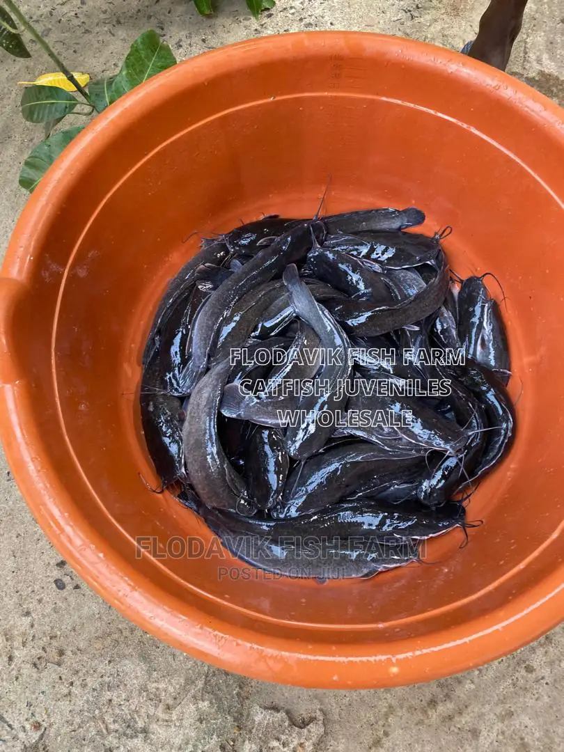 Catfish Juveniles and Fingerlings (From 70 Peswas)