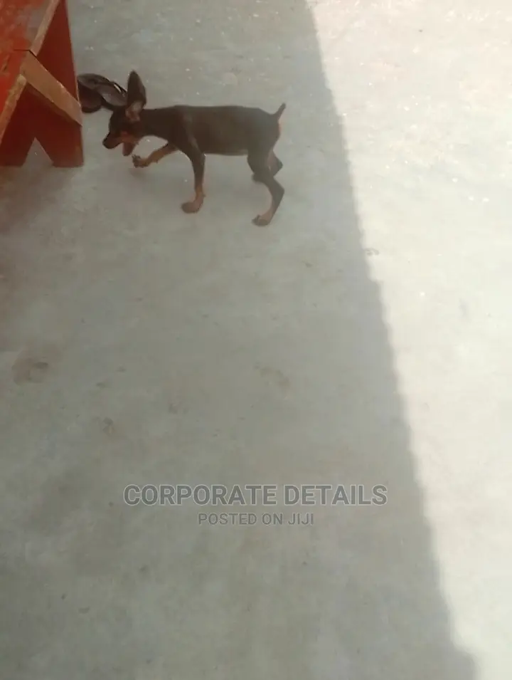 1-3 months Female Purebred Doberman Pinscher