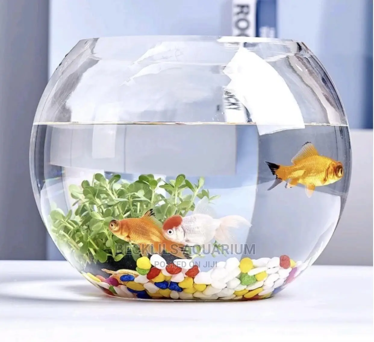 Glass Bowl Package