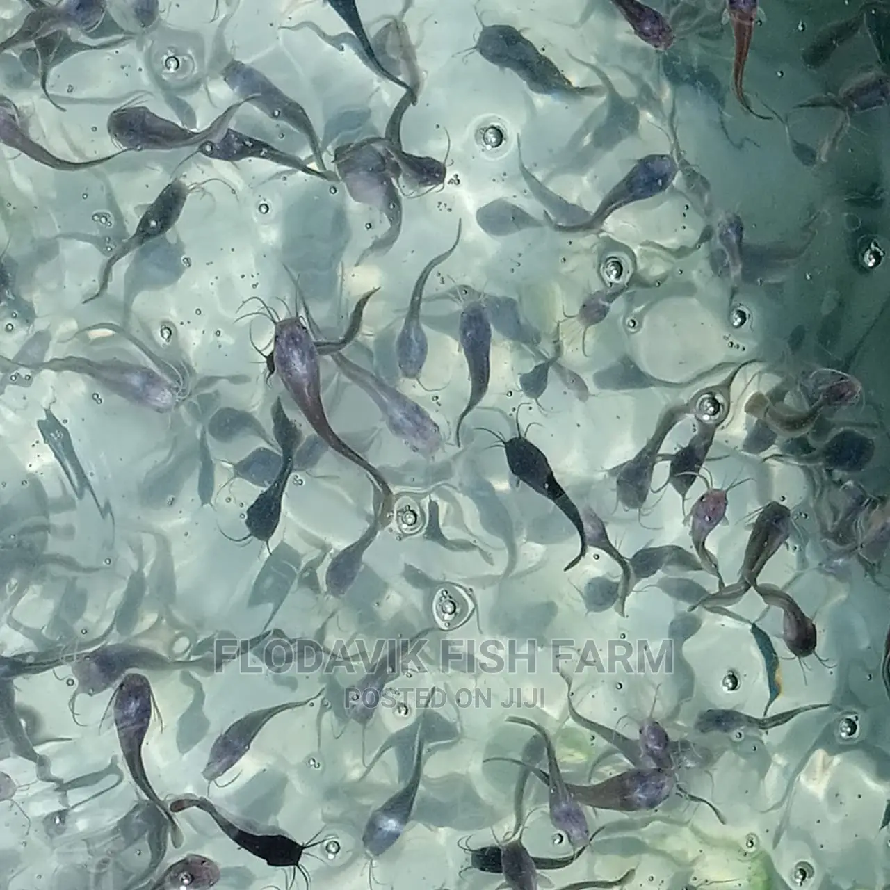 Catfish Fingerling Juvenile Wholesale Price (From 50 Peswas