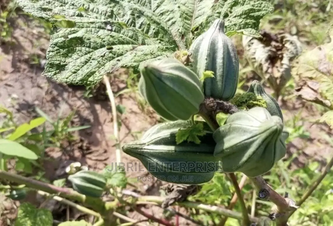 Togolese Dabo Okro(Abelmoscus Esculentus)