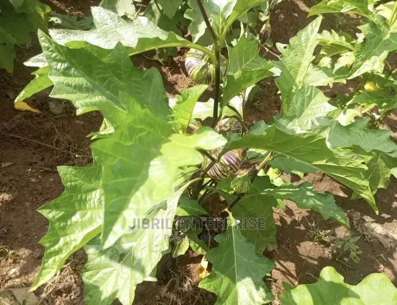 Purple Strip Eggplant(Purple Strip Macrocarpon)