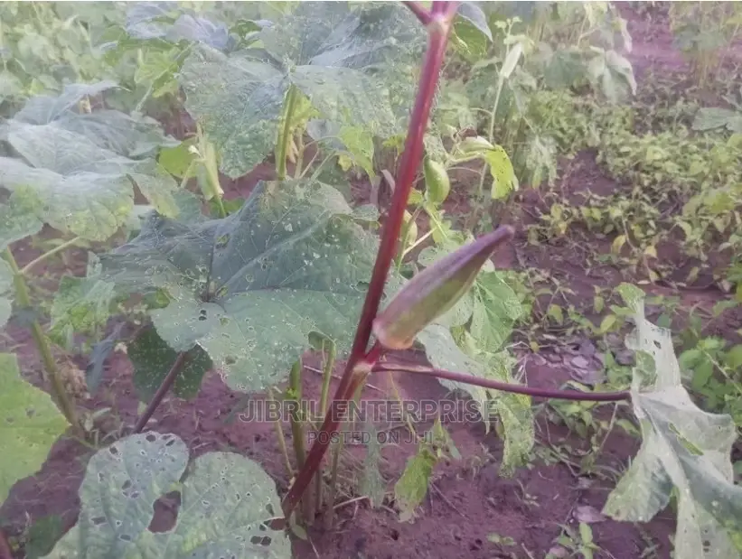 Long Burgundy Okro(Abelmoscus Esculentus)